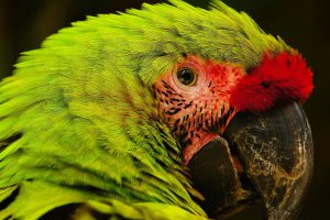 Honduras (Macaw Mountains) @Romain Buisson