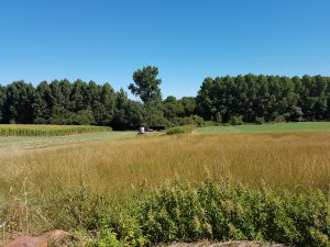 Campagne by Adélaïde