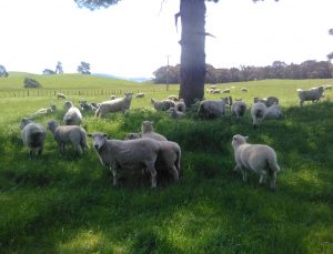 Moutons heureux en Nouvelle-Zélande @Louisafeix