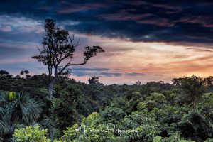 Forêt amazonienne by Nicolas Messner