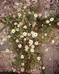 Fleurs by Adélaïde