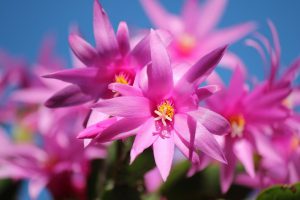 christmas-cactus-103118_1280