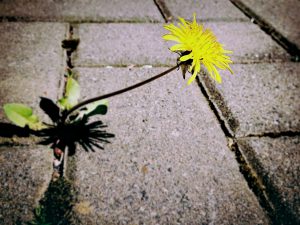 dandelion-729693_1280