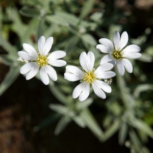 white-flowers-366866_1280